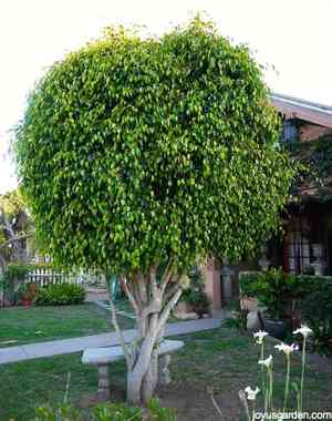 Weeping fig(Ficus benjamina)