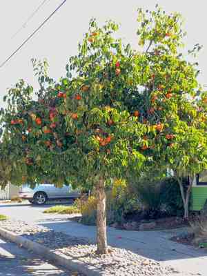 Japanese persimmon(Diospyros kaki)