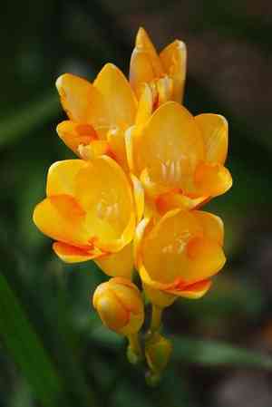 Common freesia(Freesia refracta)