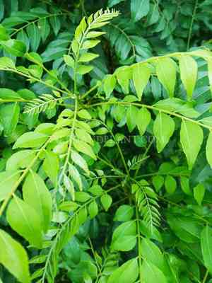 Curry leaf tree(Murraya koenigii)