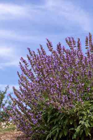 Salvia jordanii(Salvia jordanii)