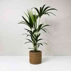 Kentia palm(Howea forsteriana)