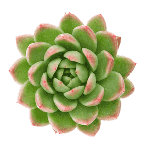 Lipstick echeveria(Echeveria agavoides)
