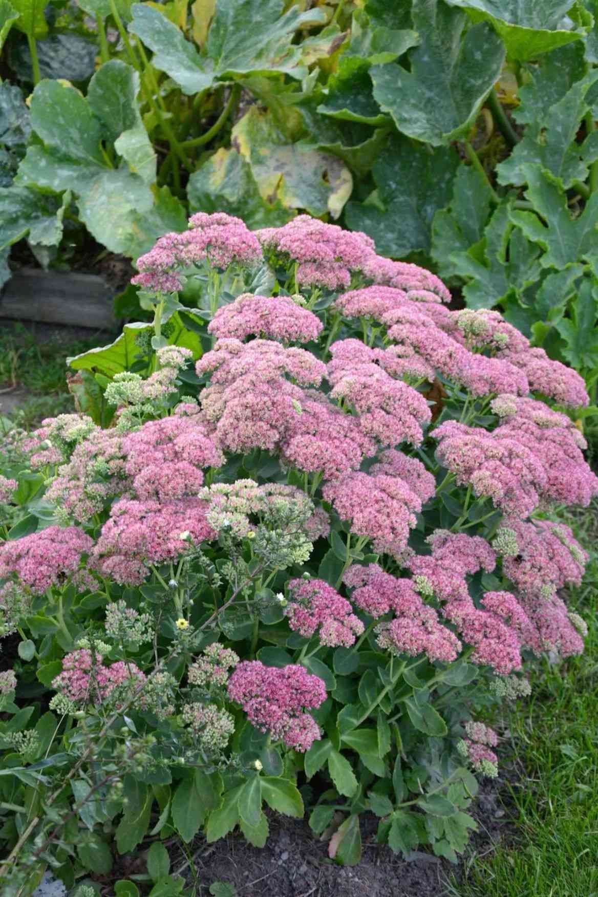Showy stonecrop(Hylotelephium spectabile)