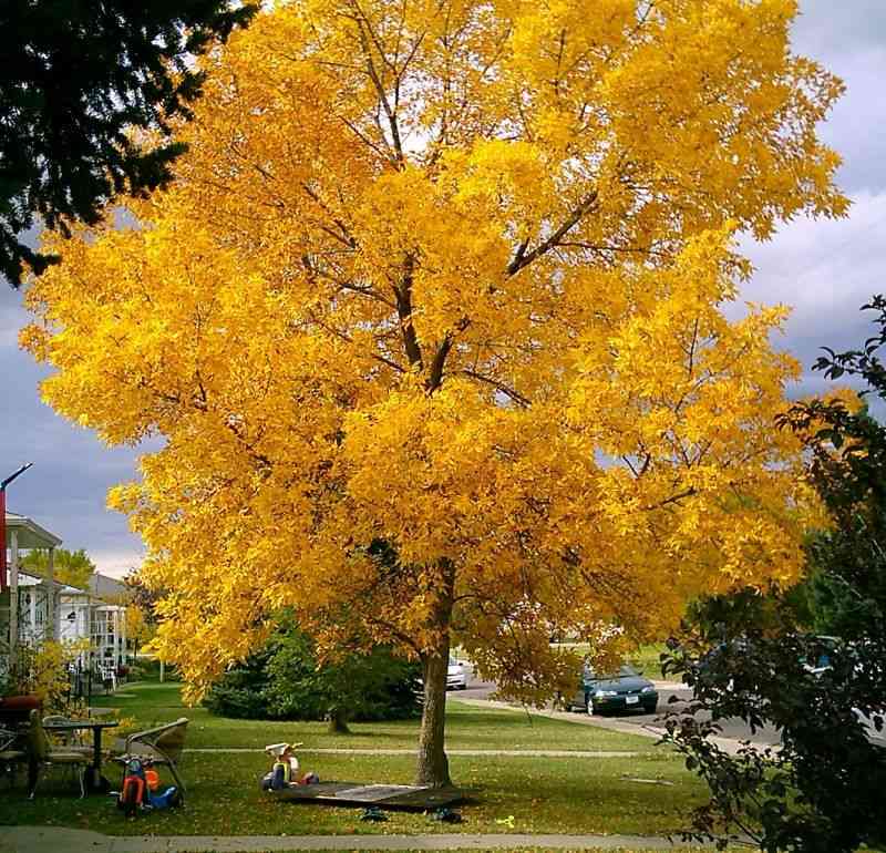 Green ash(Fraxinus pennsylvanica)