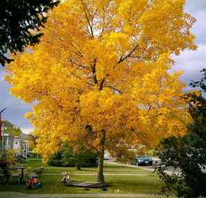 Green ash(Fraxinus pennsylvanica)