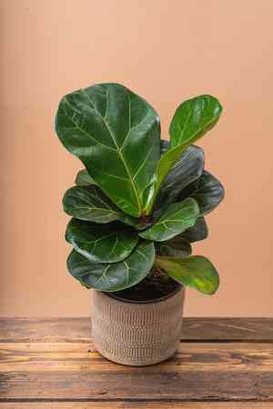 Fiddle-leaf fig(Ficus pandurata)