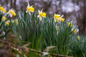 Wild daffodil(Narcissus pseudonarcissus)