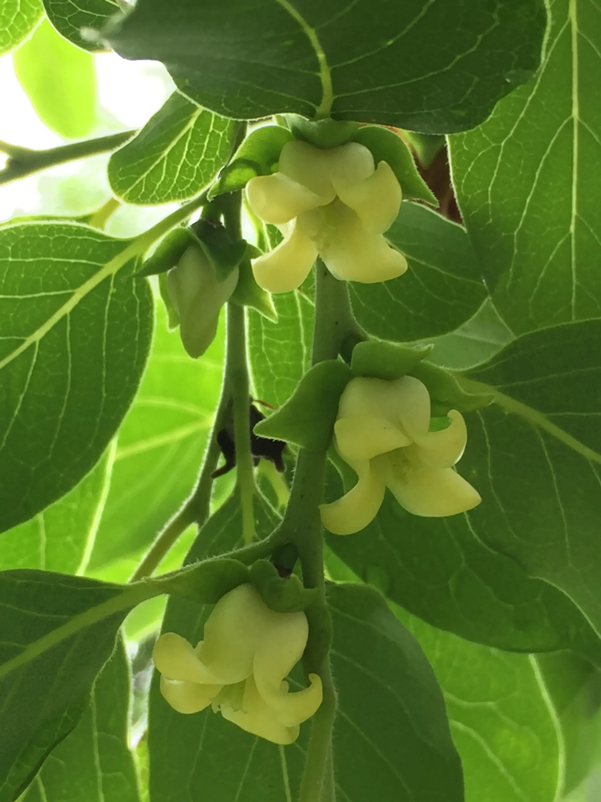 Common Persimmon(Diospyros virginiana)