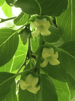 Common Persimmon(Diospyros virginiana)