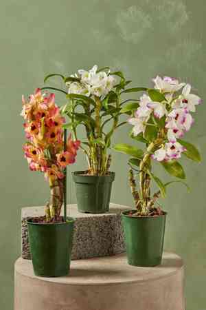 Dendrobium Noble(Dendrobium nobile)