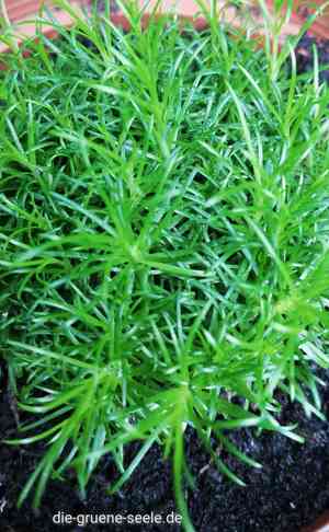 Bird's-eye Pearlwort(Sagina procumbens)