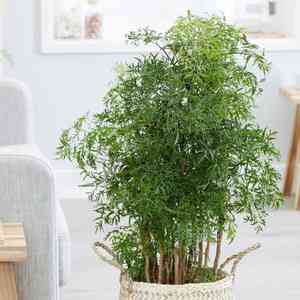 Ming aralia(Polyscias fruticosa)