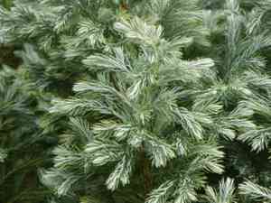 Sawara cypress(Chamaecyparis pisifera)