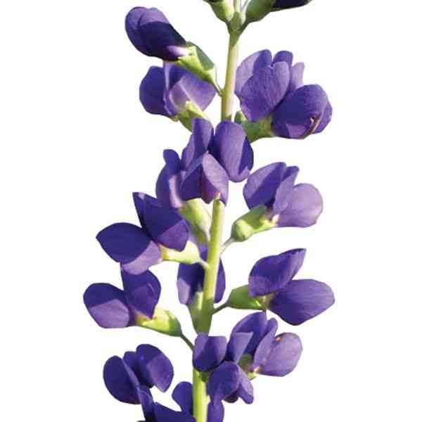 Blue wild indigo(Baptisia australis)