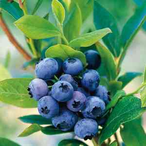 Highbush blueberry(Vaccinium corymbosum)