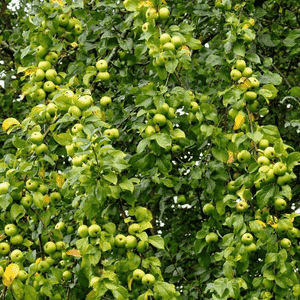 European crab apple(Malus sylvestris)