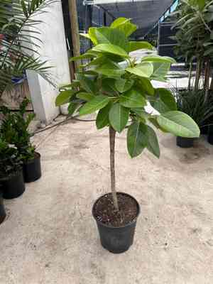 Council tree(Ficus altissima)