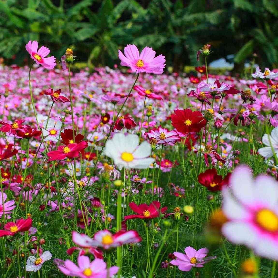 Garden cosmos(Cosmos bipinnatus)