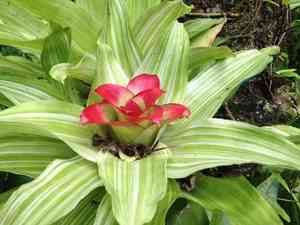 Nidularium billbergioides(Nidularium billbergioides)