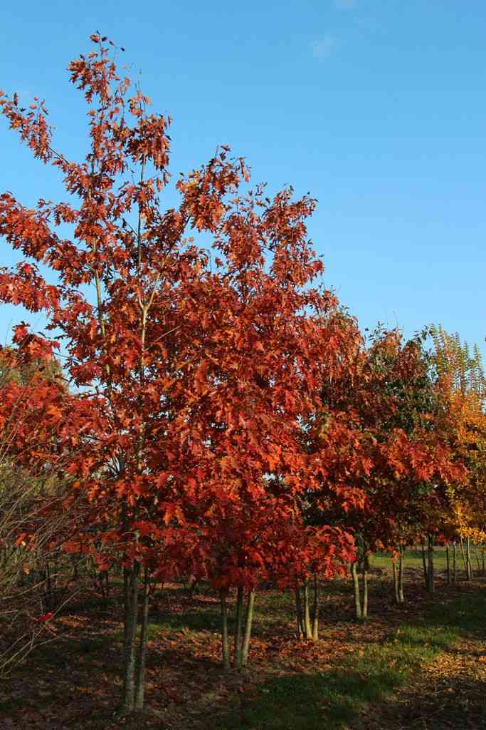 Northern red oak(Quercus rubra)