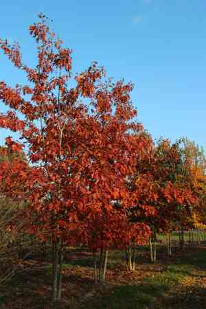 Northern red oak(Quercus rubra)