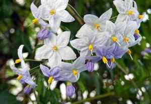 Potato vine(Solanum laxum)