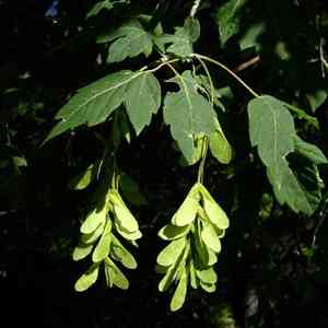 Box elder(Acer negundo)