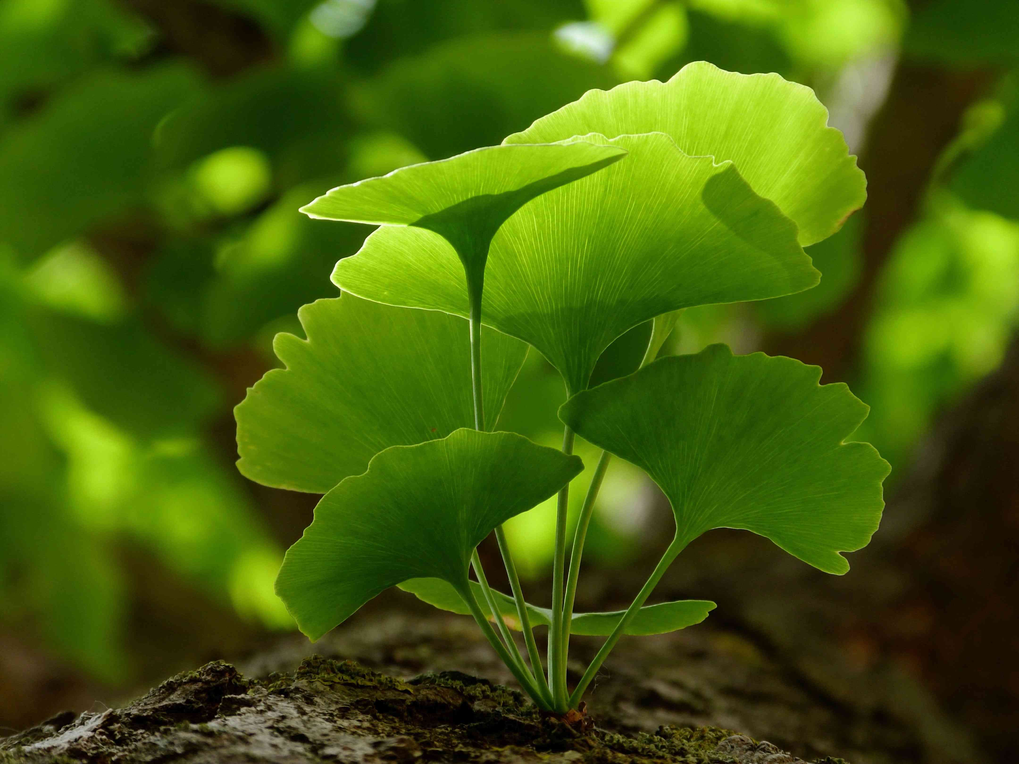 Maidenhair tree(Ginkgo biloba)