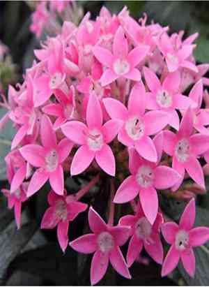 Egyptian starcluster(Pentas lanceolata)