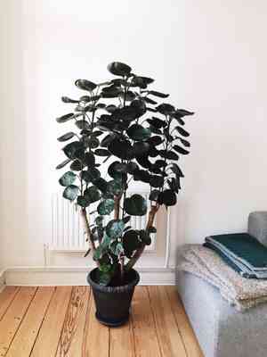 Shield aralia(Polyscias scutellaria)