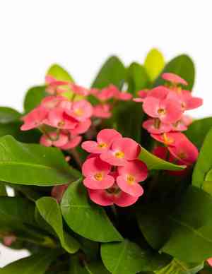 Crown of thorns(Euphorbia milii)