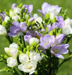 Common freesia(Freesia refracta)
