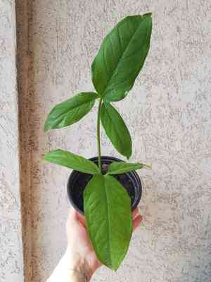 Arrowhead vine(Syngonium auritum)