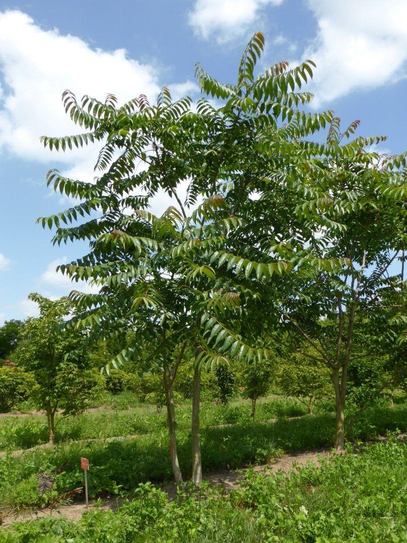 Tree of heaven