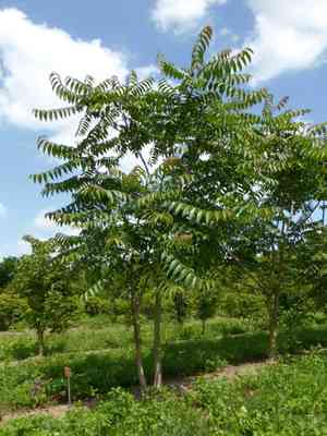 Tree of heaven(Ailanthus altissima)