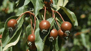 Heart-shaped pear(Pyrus cordata)