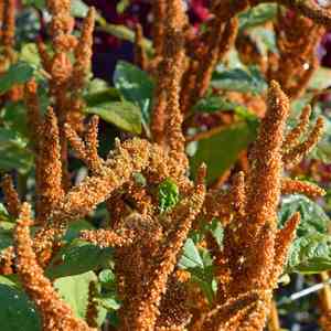 Red amaranth(Amaranthus cruentus)
