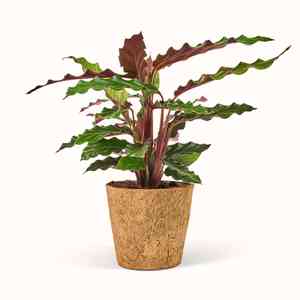 Furry Feather Calathea(Goeppertia rufibarba)