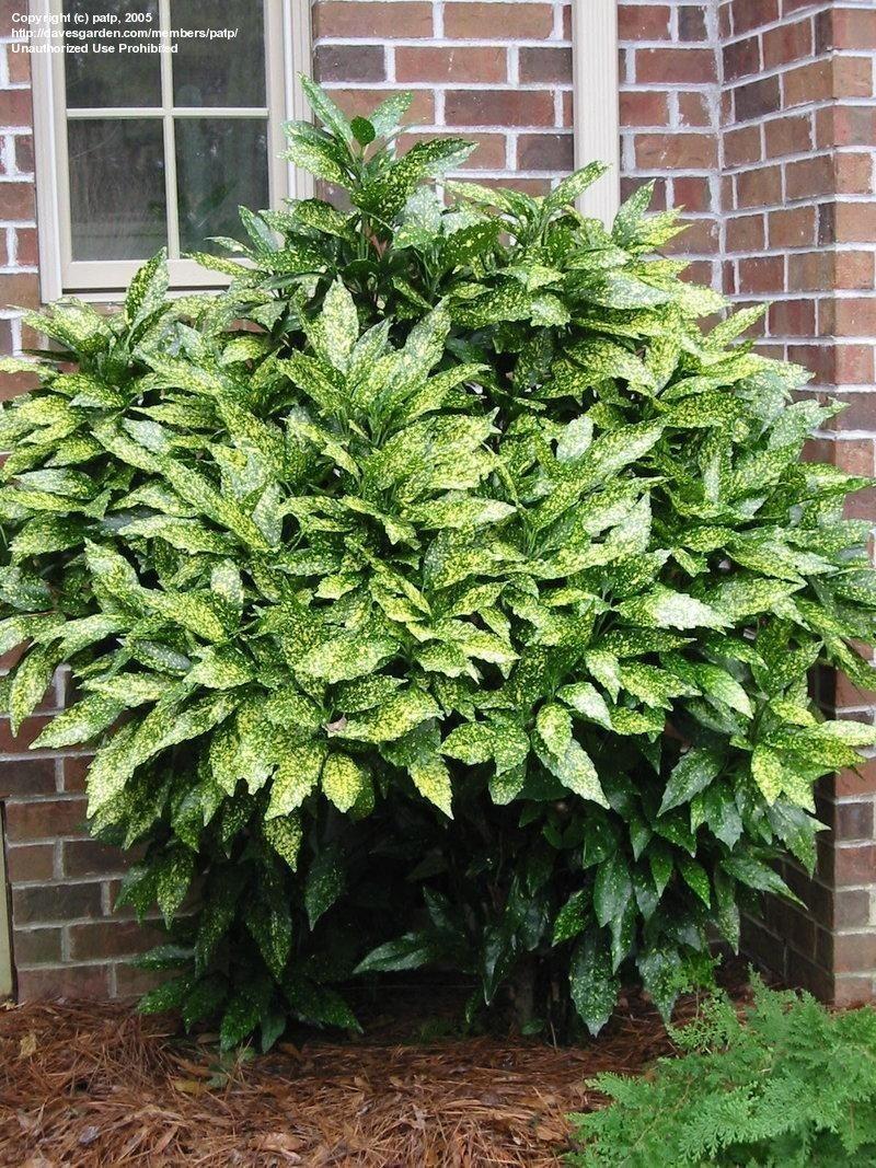 Japanese laurel