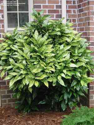 Japanese laurel(Aucuba japonica)