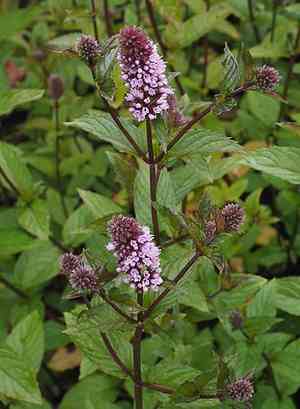 Mentha × piperita(Mentha × piperita)