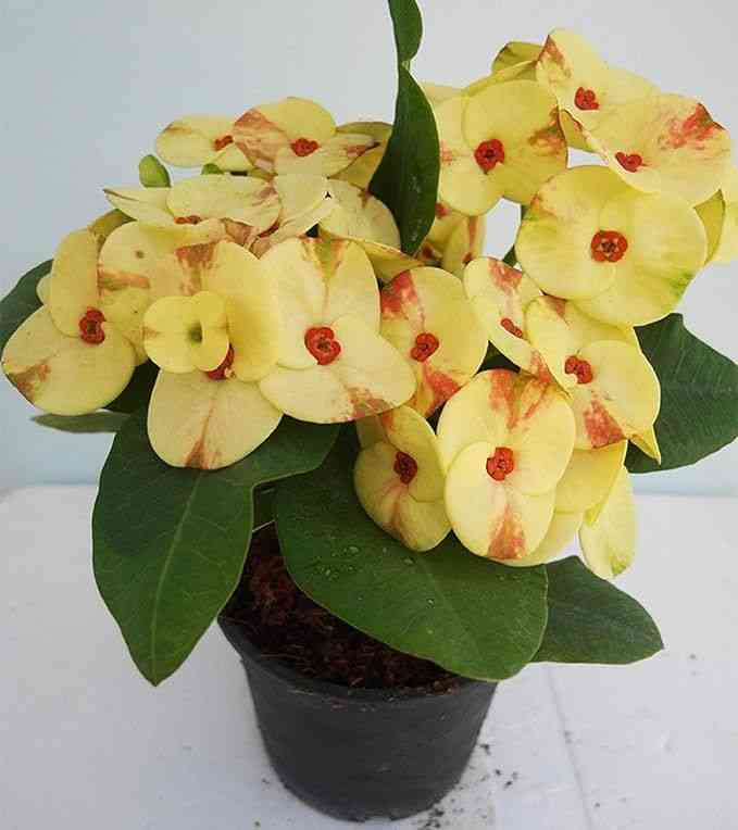Crown of thorns(Euphorbia milii)
