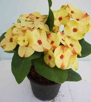 Crown of thorns(Euphorbia milii)