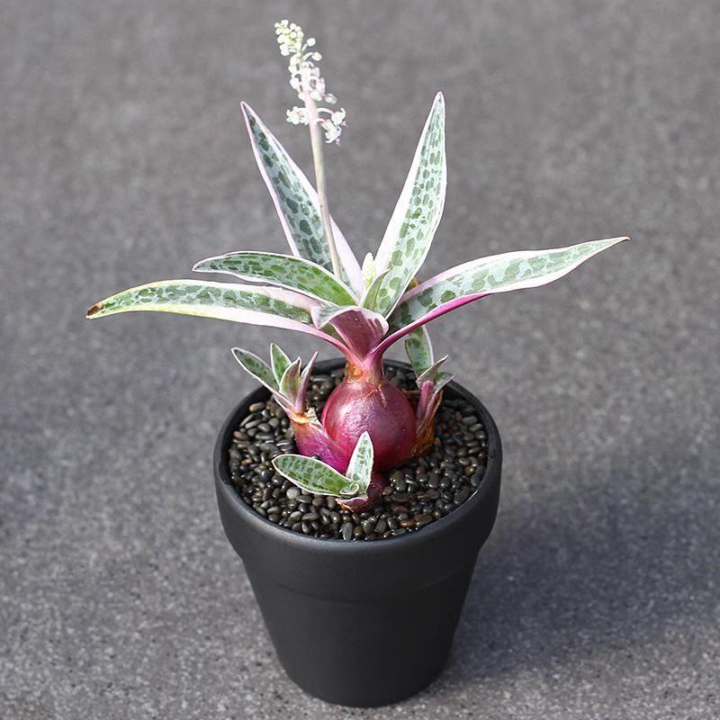 Silver squill