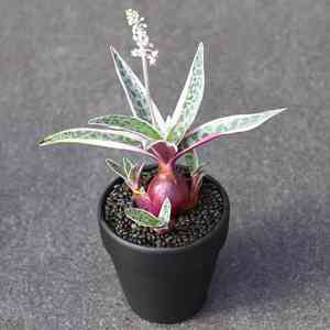 Silver squill(Ledebouria socialis)