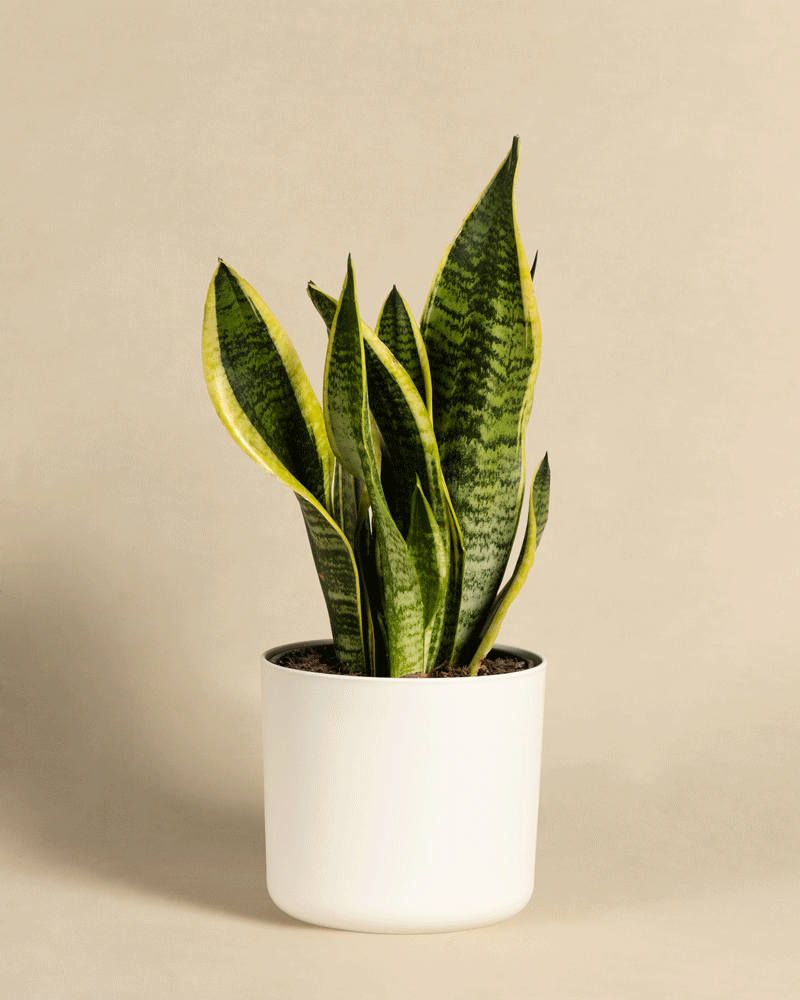 Snake plant(Sansevieria trifasciata)