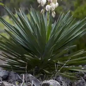 Spanish dagger(Yucca gloriosa)
