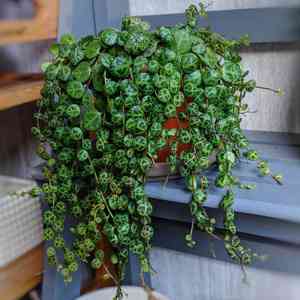 Peperomia prostrata(Peperomia prostrata)