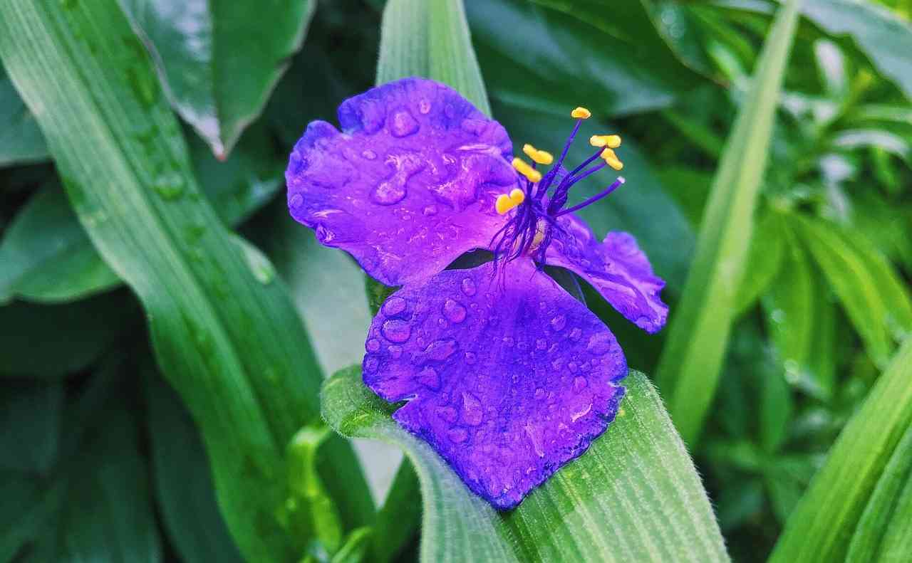 Small-leaf spiderwort(Tradescantia fluminensis)